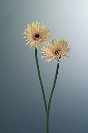 いろんなグリーンが場所を彩ります